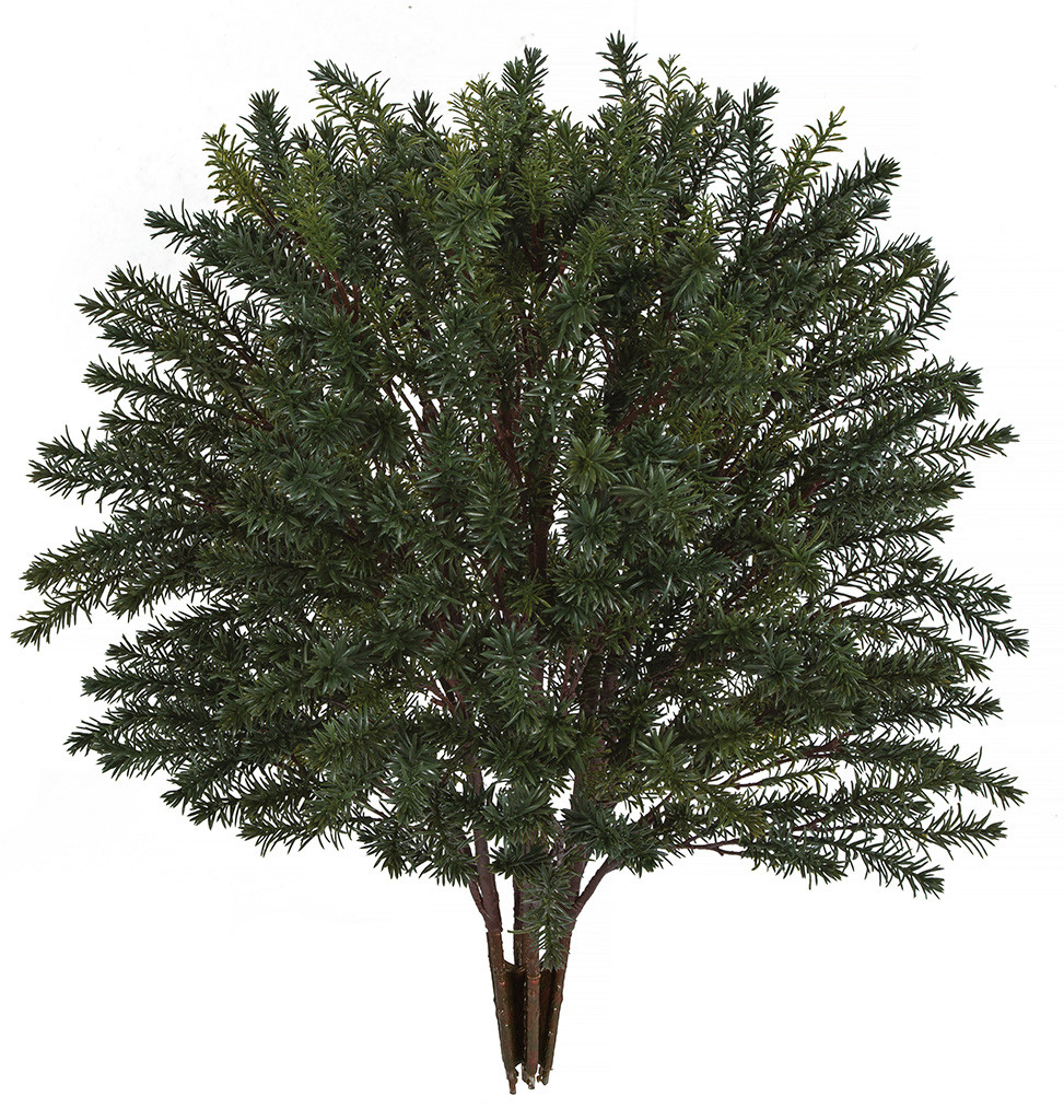 white japanese wisteria tree White Wisteria Tree – Ardent Gardeners main image 0