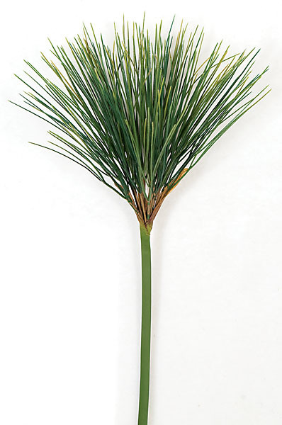 38 Inch Papyrus Stem Autograph Foliages