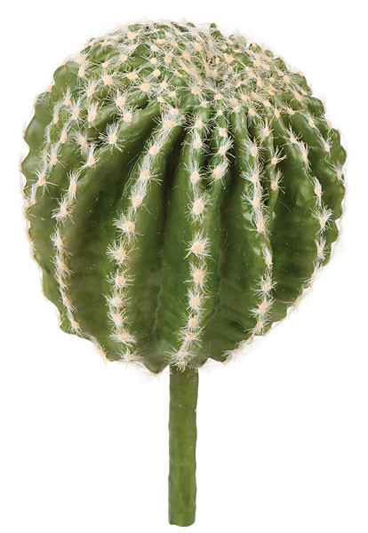 tender cactus nopalitos Nopales Tender Cactus Carey 935g – Casa Mexicana main image 1