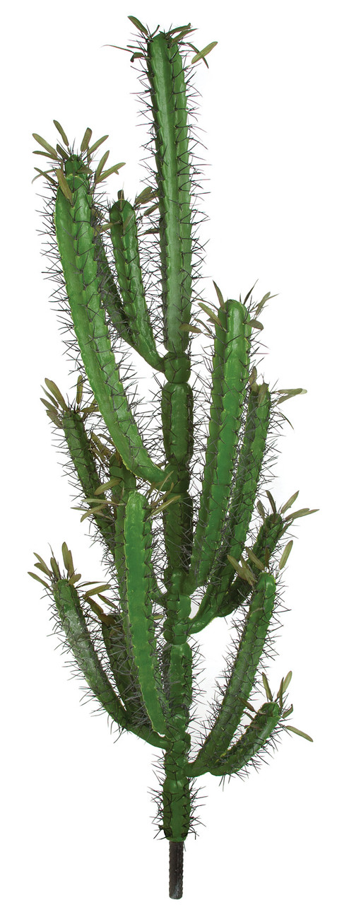 46 Inch Finger Cactus Plant | Autograph Foliages