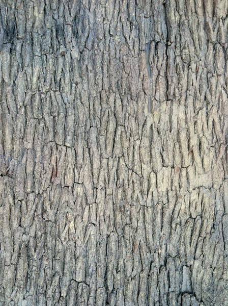 72 Inch x 36 Inch IFR Synthetic Tree Bark Sheet | Autograph Foliages