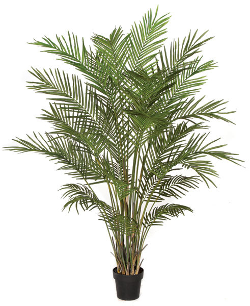 6 Foot Areca Palm Tree Autograph Foliages