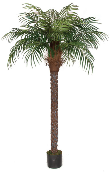 8 Foot Date Palm Tree | Autograph Foliages