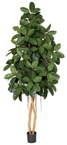 plant succulent seeds Living Pebble Succulent Seeds – Educared