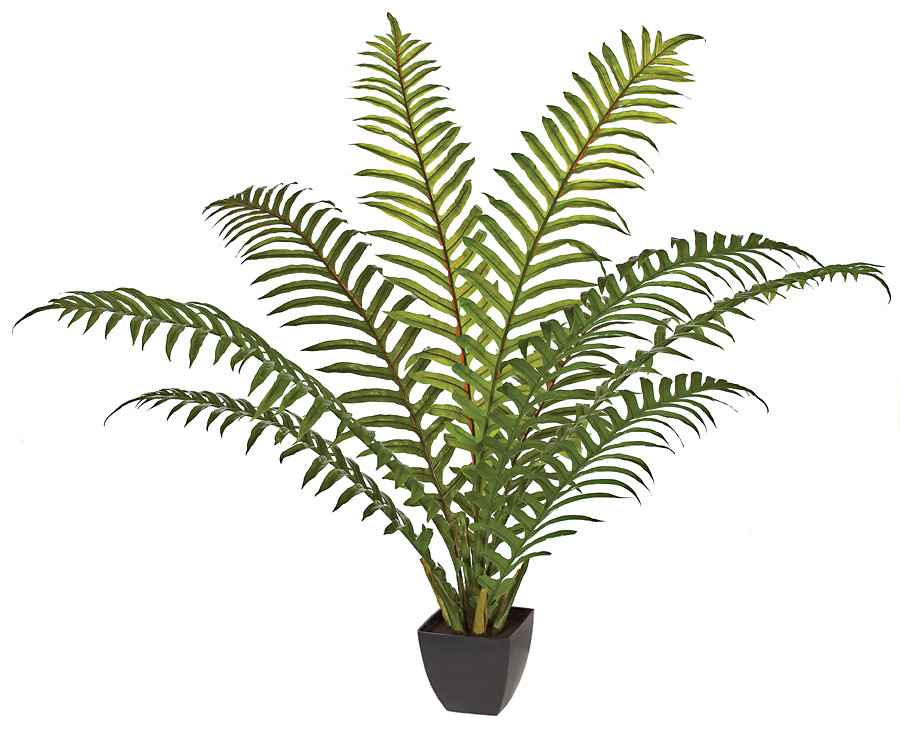 bantel snake plant Bantel's Sensation Snake Plant