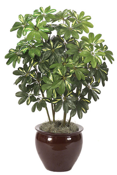 48 Inch Baby Schefflera Plant x 6 Autograph Foliages