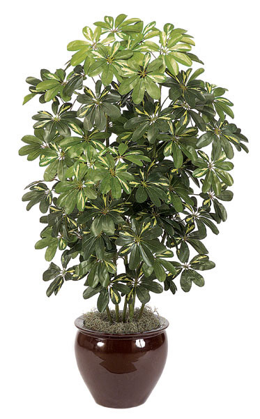60 Inch Baby Schefflera Plant x 6 Autograph Foliages