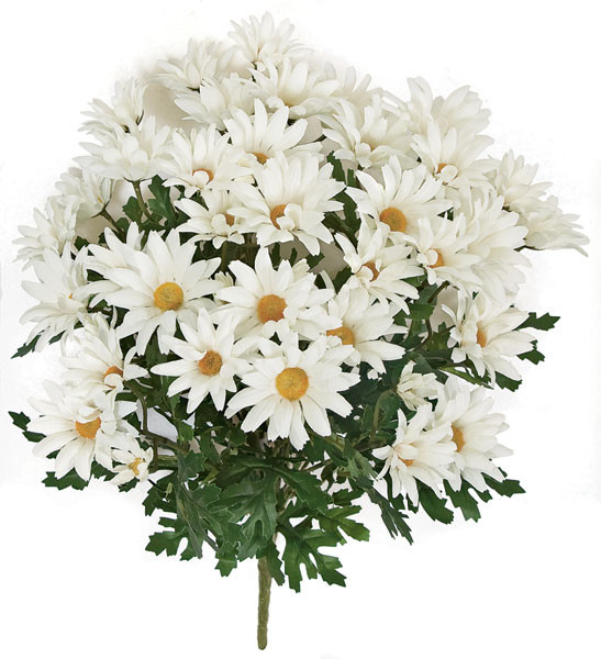 20 Inch White Daisy Bush | Fire Retardant Flowering Bushes