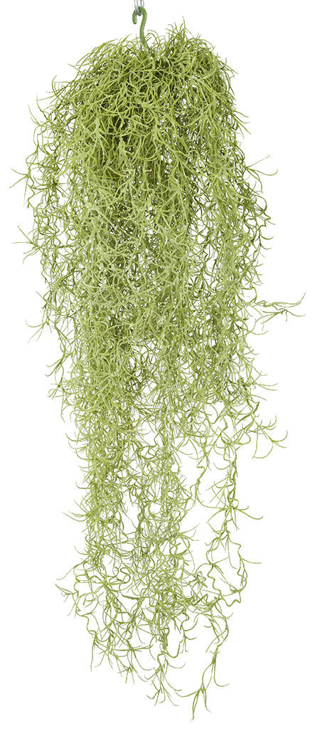 indoor dracaena plant Dracaena Dragon Tree Bicolor, Tree Form