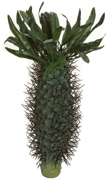 10.5 Inch Madagascar Palm Cactus | Autograph Foliages