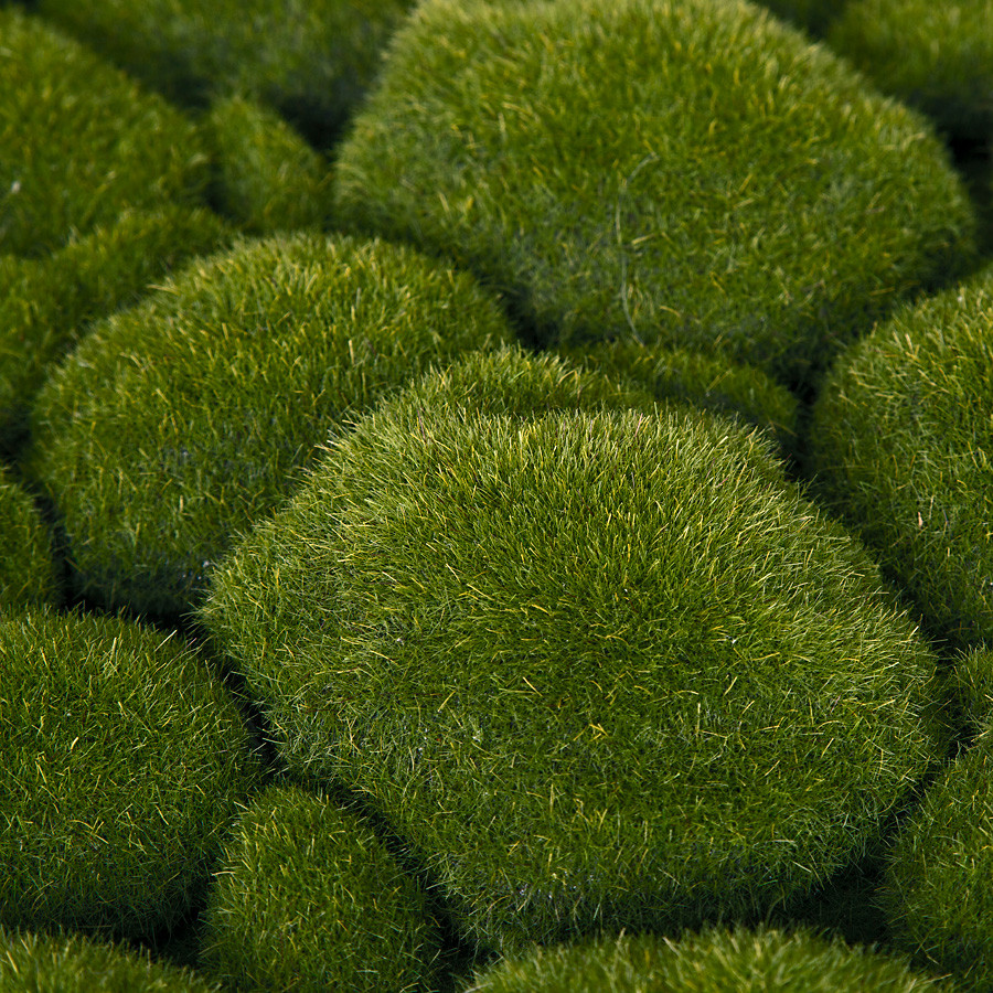 20 Inch x 20 Inch Green Moss Mat Autograph Foliages