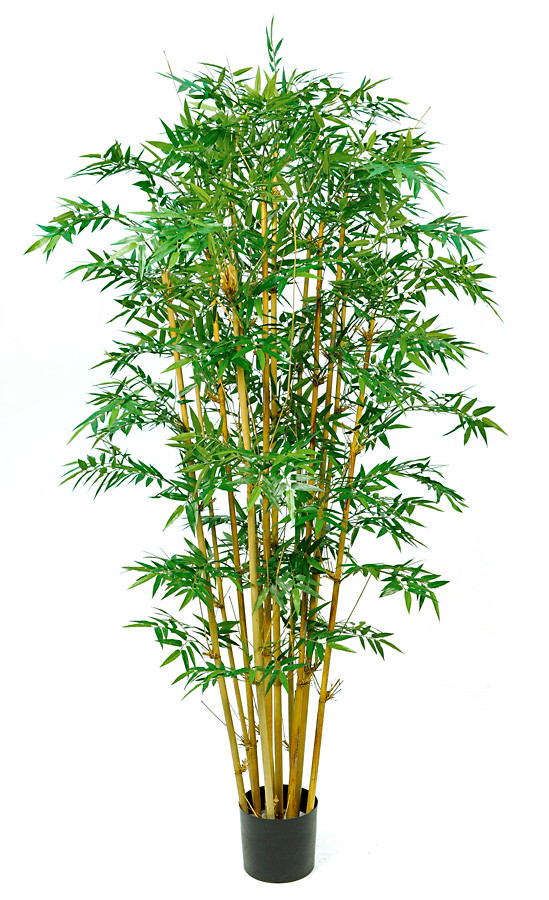 6' Royal Bamboo Tree with Natural Canes | Autograph Foliages