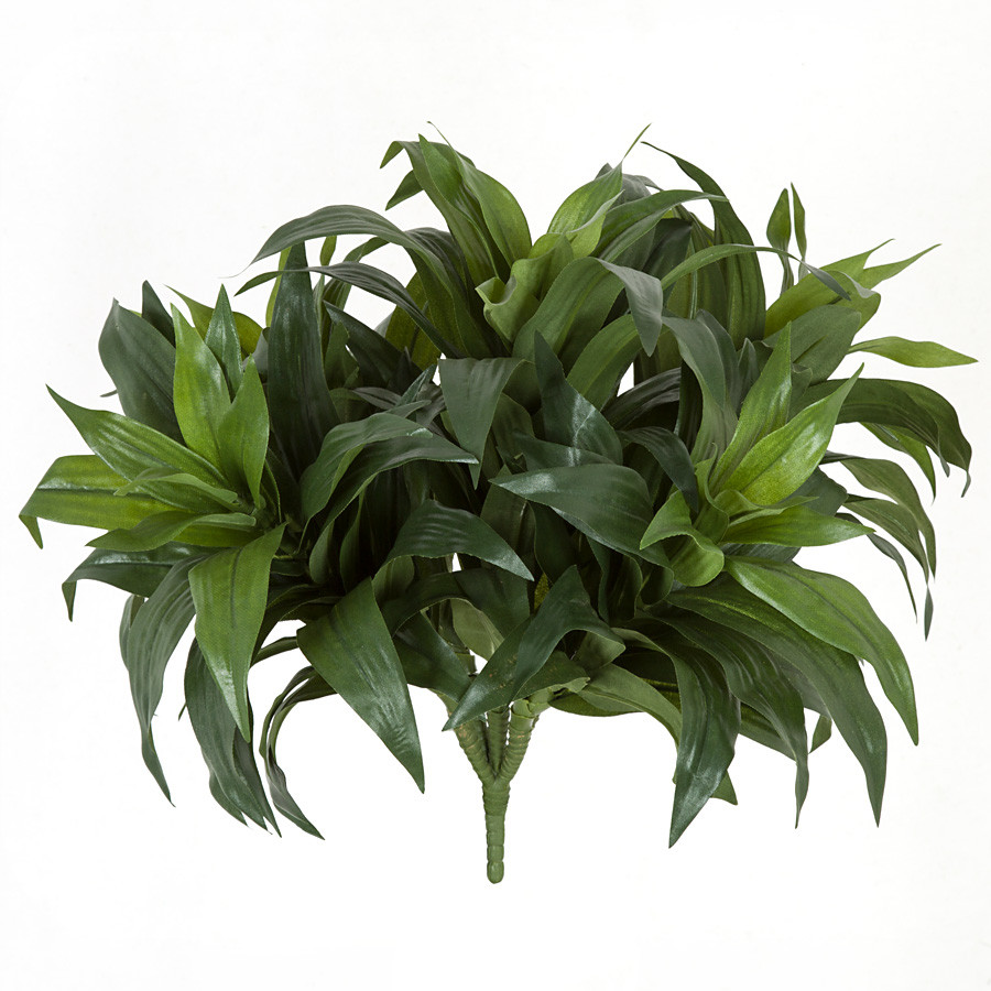 gemeiner efeu im schlafzimmer Gemeiner Efeu 'Pittsburgh' - Hedera helix pittsburgh