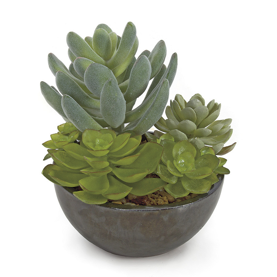 Wholesale 5 Inch Potted Mixed Succulents | Autograph Foliages
