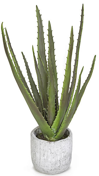 30 Inch Potted Aloe Plant | Autograph Foliages