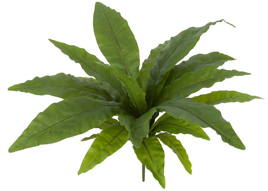 16 Inch x 24 Inch Bird Nest Fern Autograph Foliages