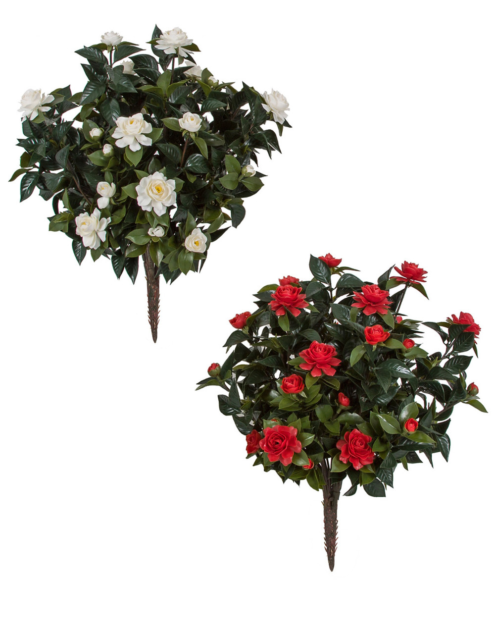 Download 28 Inch Outdoor Gardenia Bushes In Red Color Or White Color Desktop Wallpaper Free Wallpaper 28 Inch Outdoor Gardenia Bushes In Red Color Or White Color Free HD