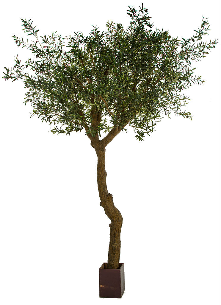 10' olive tree with PVC trunk & wood pot wholesale greenery