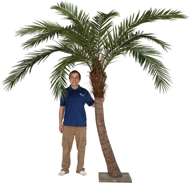 9.5Ft Curved Phoenix Palm Tree W/Steel Base for Interior Use