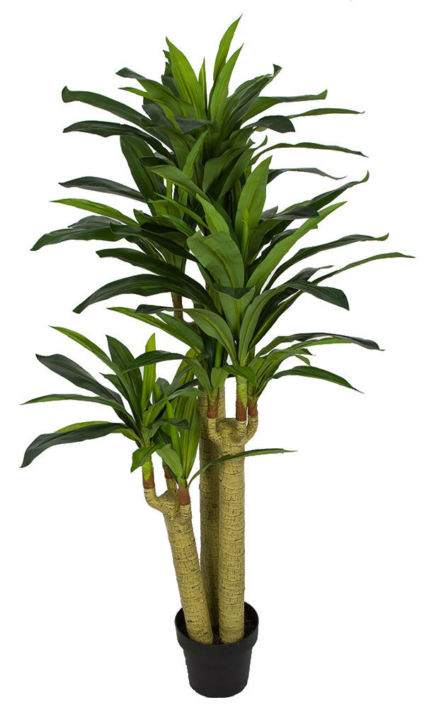 5 Foot Natural Touch Artificial Dracaena Corn Plant x 3 | Autograph Foliages