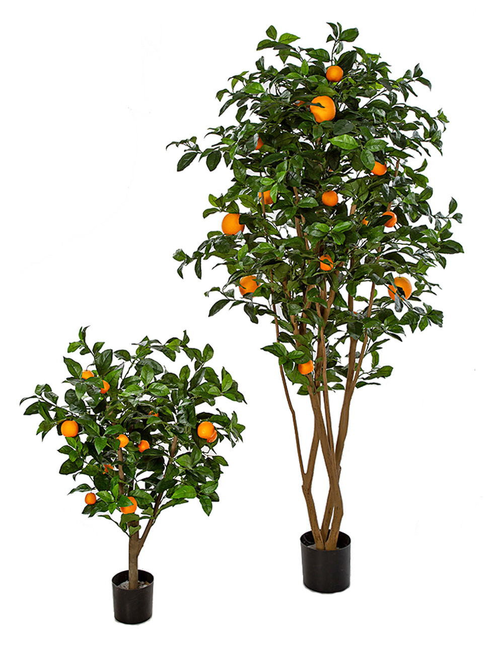 Decorative Orange Trees: A Complete Guide to Growing and Caring for Citrus Trees Indoors and Outdoors