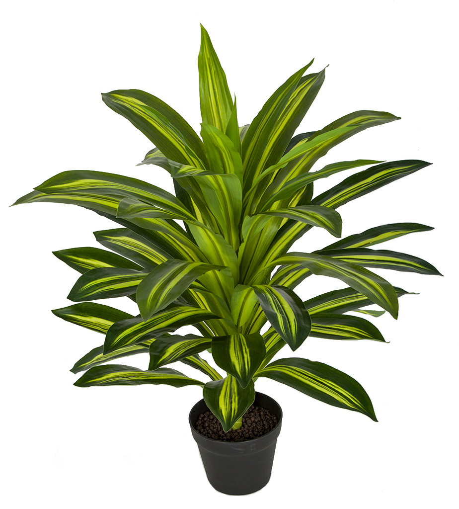 30" Artificial Dracaena Plant | Natural Touch Greenery | Autograph Foliages