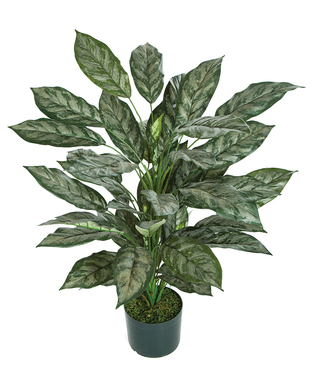 30" Silver Queen Plant Autograph Foliages