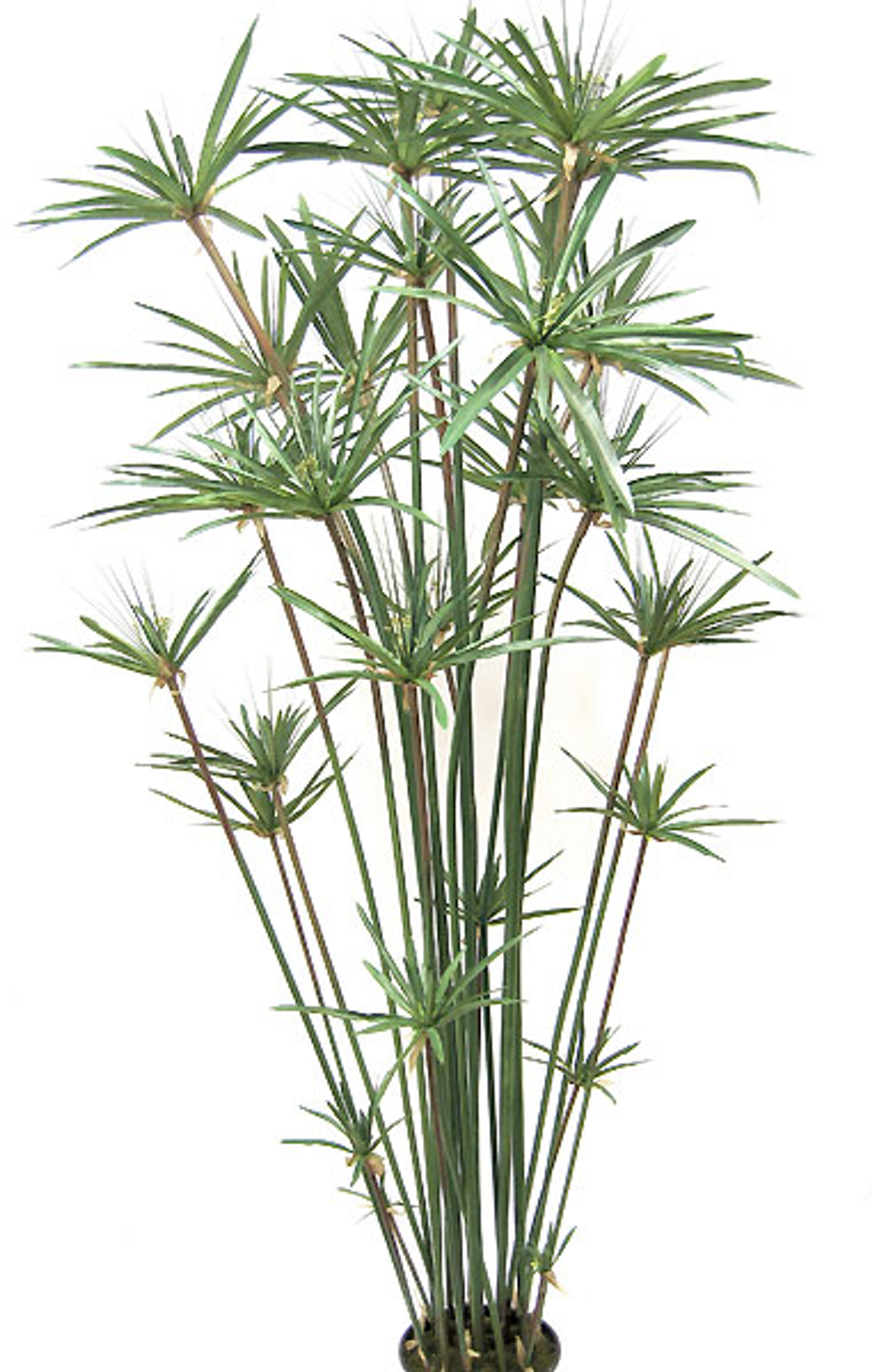 4 Foot Artificial Papyrus Plant Autograph Foliages