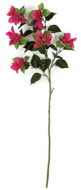 A-144143 - Beauty
45" Bougainvillea Stem