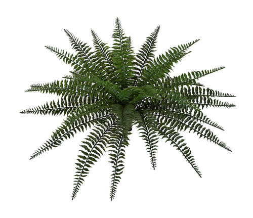 23" Width Boston Fern