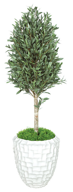 5' Olive Tree Topiary 
Natural Trunk