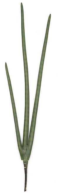 AR-102025
38" Sansevieria Plant 
Tutone Green