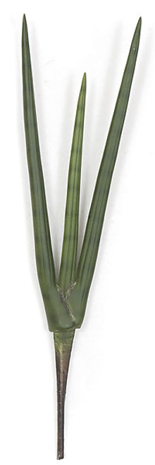 20 Inch Sansevieria Plant 
Tutone Green