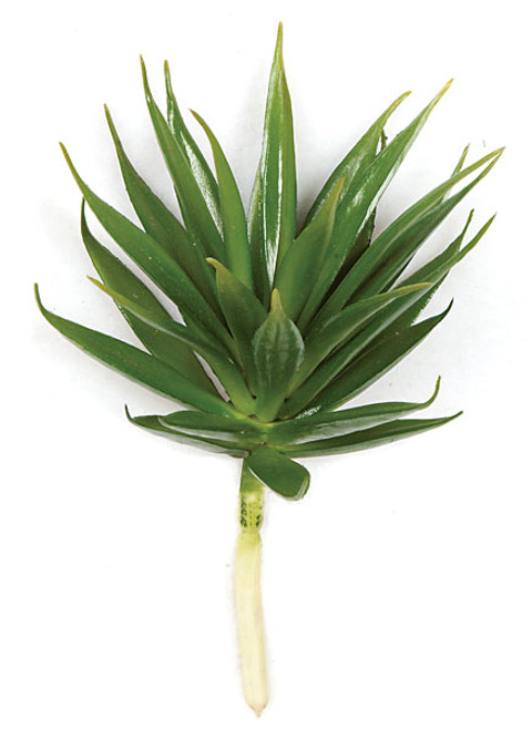 7.5 Inch Agave Pick 
Green