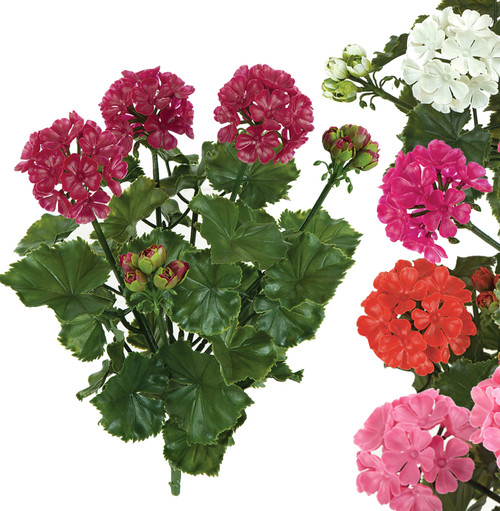 Fuchsia, Red, Rose Pink, or White
17" Geranium Bushes