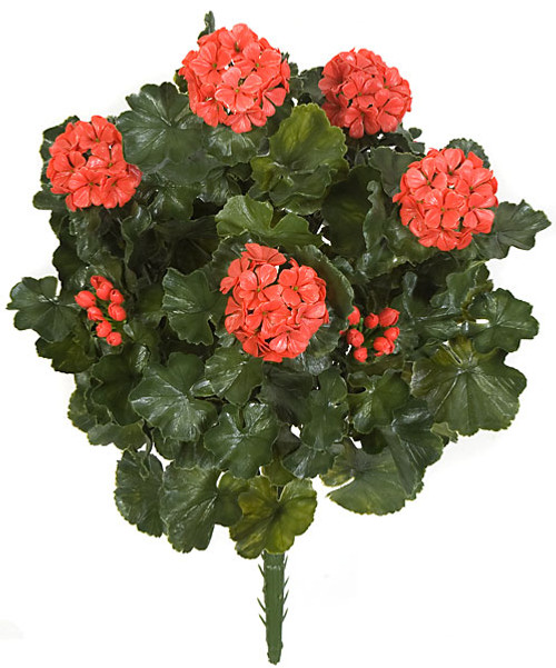 26 Inch Outdoor Geranium Bushes in Pink, White or Red | Autograph Foliages