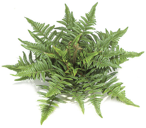 【Tree fern】 Tasmanian Tree Fern | ARC Ferns, LLC
