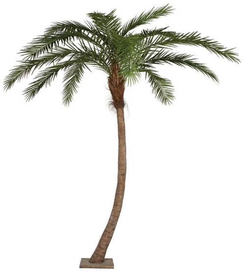 Palm tree14 14 Foot Phoenix Palm Tree with Metal Plate | Autograph Foliages