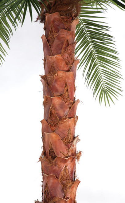 13 Foot IFR Phoenix Palm Tree | Autograph Foliages