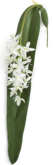 P-110740
53" Big Leaf White Orchid Spray