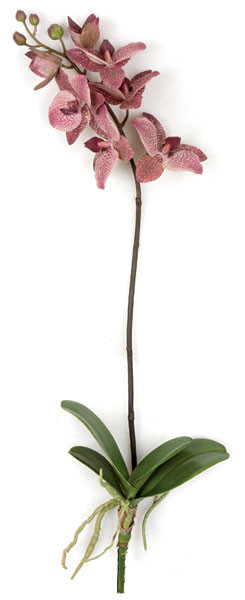 20 Inch Phalaenopsis Orchid with Leaves - Mauve Pink | Autograph