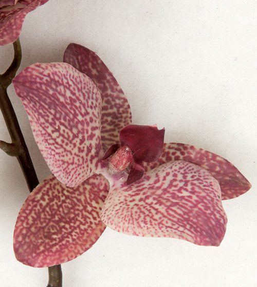 20 Inch Phalaenopsis Orchid with Leaves - Mauve Pink | Autograph
