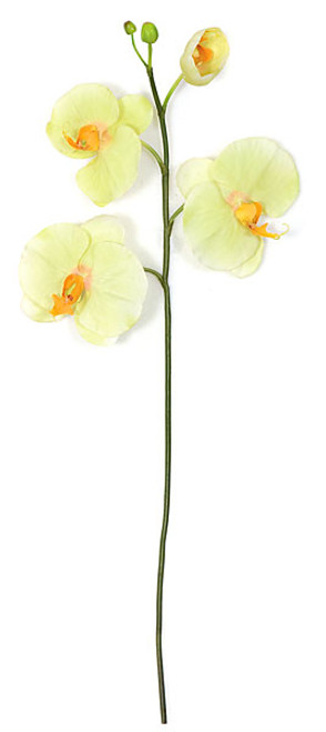 P-82955
33" Phalaenopsis Spray
Green/Yellow