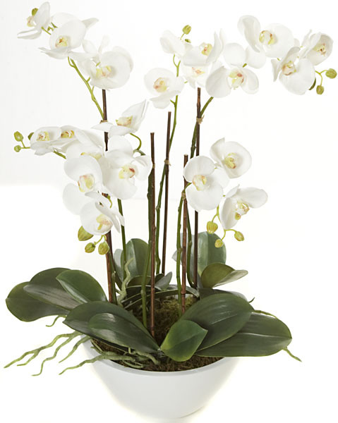 20 Inch Phalaenopsis Orchid with Leaves - Mauve Pink | Autograph