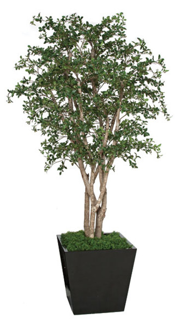 W-150090
8' Live Oak Tree
Natural Trunk
Decorative Pot Sold Separately