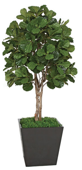 W-150080
7' Fiddle Leaf Fig Tree
Decorative Pot Sold Separately