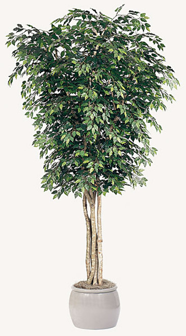 14' Ficus Tree - Regular or Fire Retardant
Decorative Pot Sold Separately