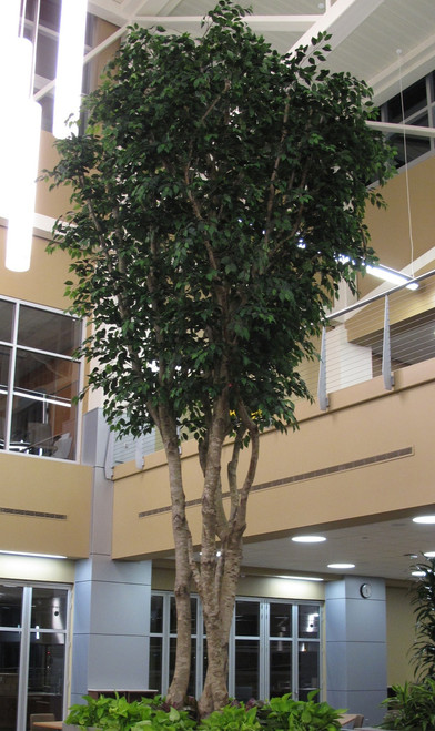 20' Tall Ficus Tree