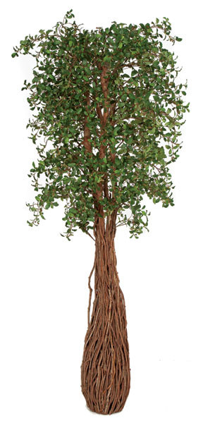 7 Foot Live Oak Tree with Exotic Wood Trunk | Autograph Foliages