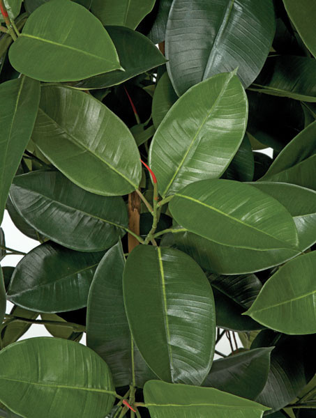 monstera deliciosa price Monstera Deliciosa 'Swiss Cheese Plant' Houseplant 17cm Pot